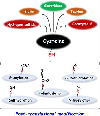 The versatile utility of cysteine as a target for cancer treatment